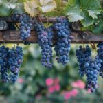 Vigne jardin : Comment améliorer l'esthétique de votre jardin grâce aux vignes ?